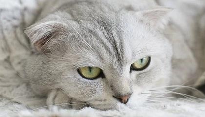 开云电竞平台-楚阿梅尼被评为欧洲杯最佳中场