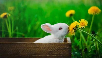 开云电竞平台-楚阿梅尼被评为欧洲杯最佳中场